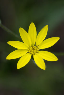 Image of Slender Scratchdaisy