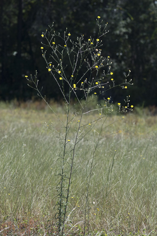 Imagem de Croptilon divaricatum (Nutt.) Rafin.