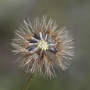 Image of Slender Scratchdaisy