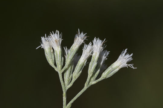 Image of Mohr's thoroughwort