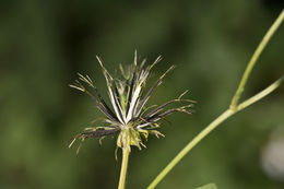 Image de Bidens pilosa L.