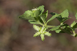 Image of Paraguayan starbur