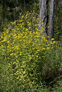 Plancia ëd Helenium autumnale L.