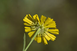 Image of common sneezeweed