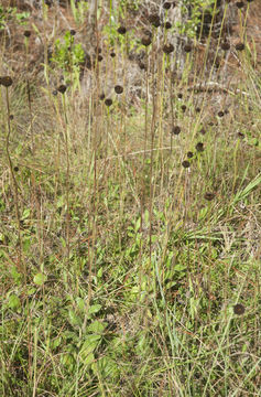 Image of Rayless Sunflower