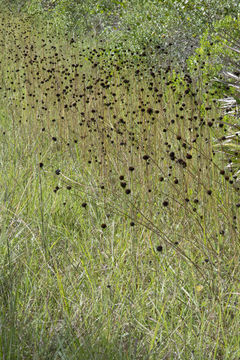 Image of Rayless Sunflower