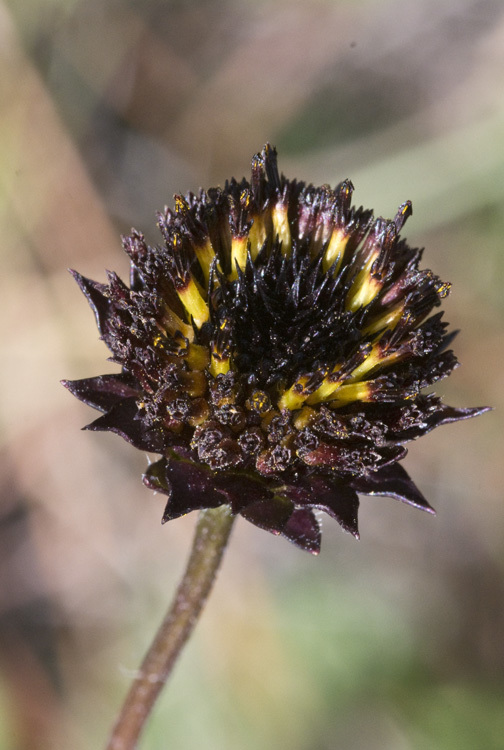 Image of Rayless Sunflower