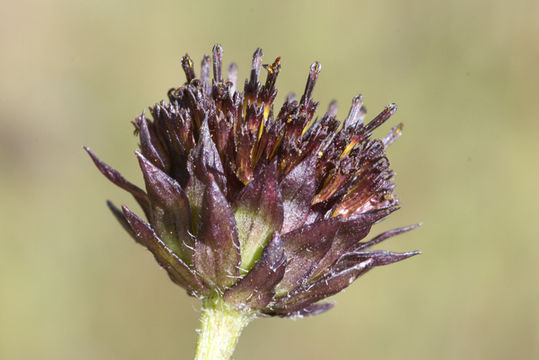 Image of Rayless Sunflower