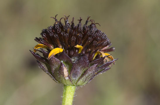 Image of Rayless Sunflower