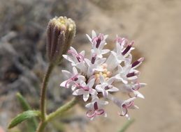 Imagem de Palafoxia arida B. L. Turner & M. L. Morris