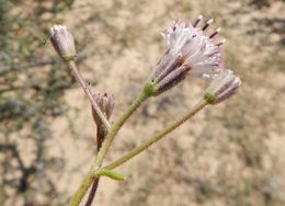 Imagem de Palafoxia arida B. L. Turner & M. L. Morris