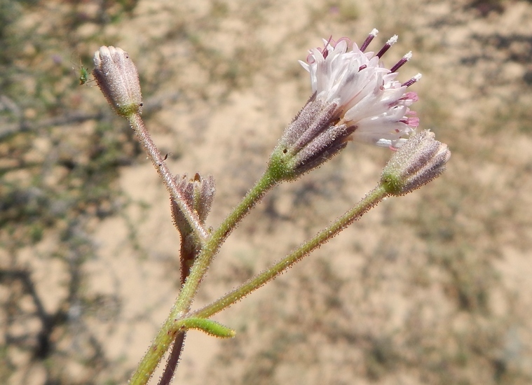 Imagem de Palafoxia arida B. L. Turner & M. L. Morris