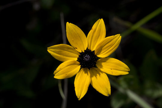 <i>Rudbeckia <i>fulgida</i></i> var. fulgida的圖片