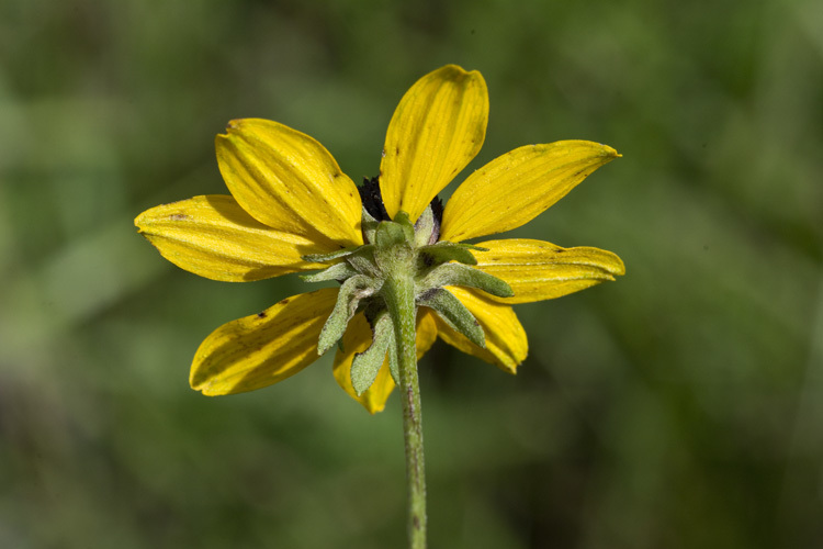 Image of <i>Rudbeckia <i>fulgida</i></i> var. fulgida