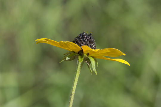 <i>Rudbeckia <i>fulgida</i></i> var. fulgida的圖片