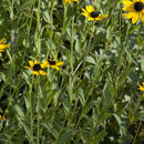 <i>Rudbeckia <i>fulgida</i></i> var. fulgida的圖片