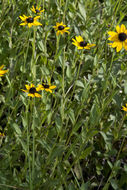 Image of <i>Rudbeckia <i>fulgida</i></i> var. fulgida