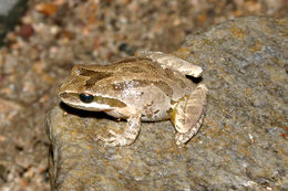 Image of Northern Pacific Treefrog