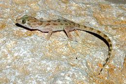 Image of Keeled Gecko