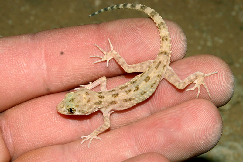 Image of Keeled Gecko