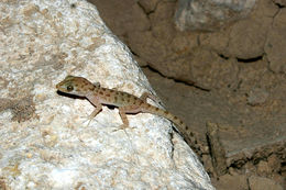 Image of Keeled Gecko