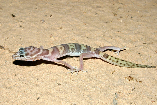 Image of Western Banded Gecko