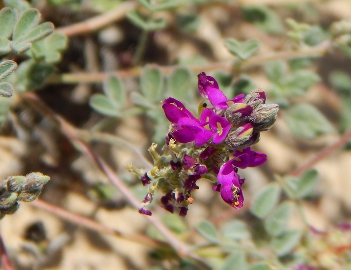 صورة Marina peninsularis (Rose) Barneby