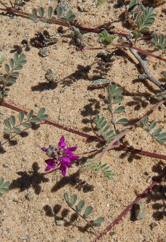 صورة Marina peninsularis (Rose) Barneby