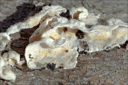 Image of Skeletocutis amorpha (Fr.) Kotl. & Pouzar 1958
