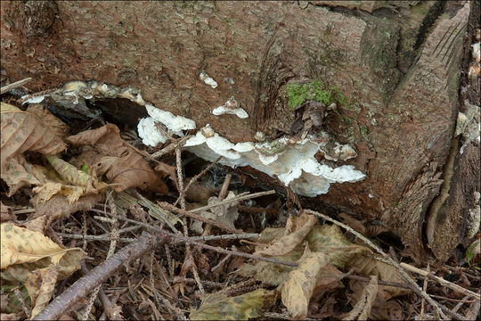 Image of Skeletocutis amorpha (Fr.) Kotl. & Pouzar 1958