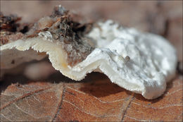 Skeletocutis amorpha (Fr.) Kotl. & Pouzar 1958 resmi