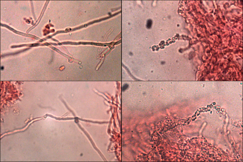 Skeletocutis amorpha (Fr.) Kotl. & Pouzar 1958 resmi