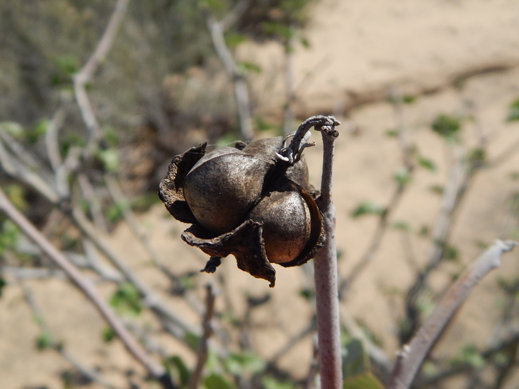 Imagem de Jatropha cinerea (Ortega) Müll. Arg.