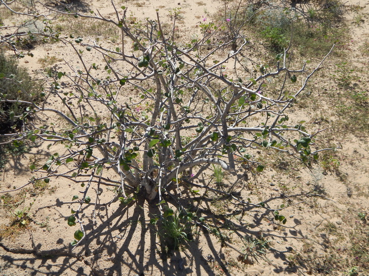 Imagem de Jatropha cinerea (Ortega) Müll. Arg.