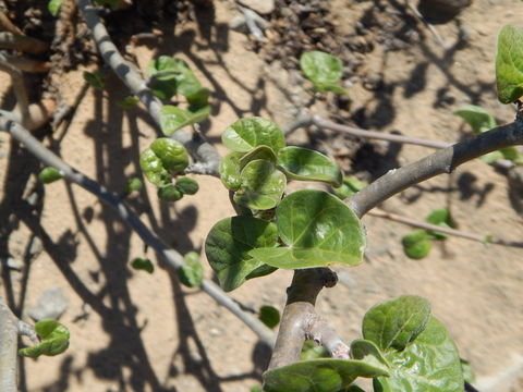 Image of Arizona nettlespurge