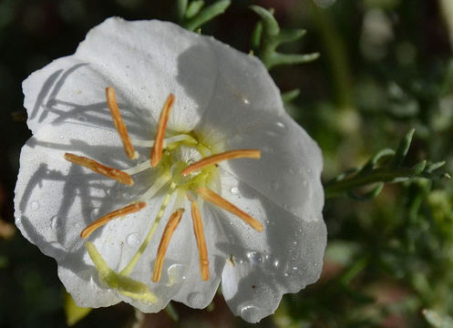 Image of crownleaf evening primrose