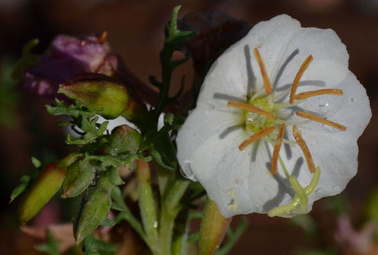 Image of crownleaf evening primrose