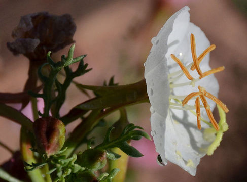 Image of crownleaf evening primrose