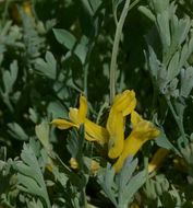 Image of <i>Corydalis <i>aurea</i></i> ssp. aurea