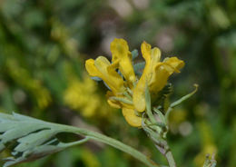 Image of <i>Corydalis <i>aurea</i></i> ssp. aurea