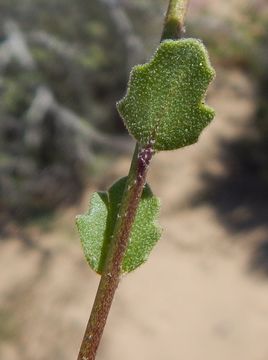 Image of California shieldpod