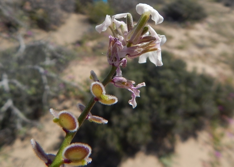 Image of California shieldpod