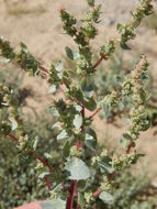 Image of Atriplex barclayana (Benth.) D. Dietr.