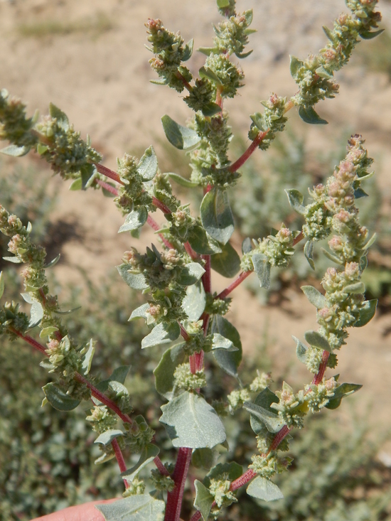 Image of Atriplex barclayana (Benth.) D. Dietr.