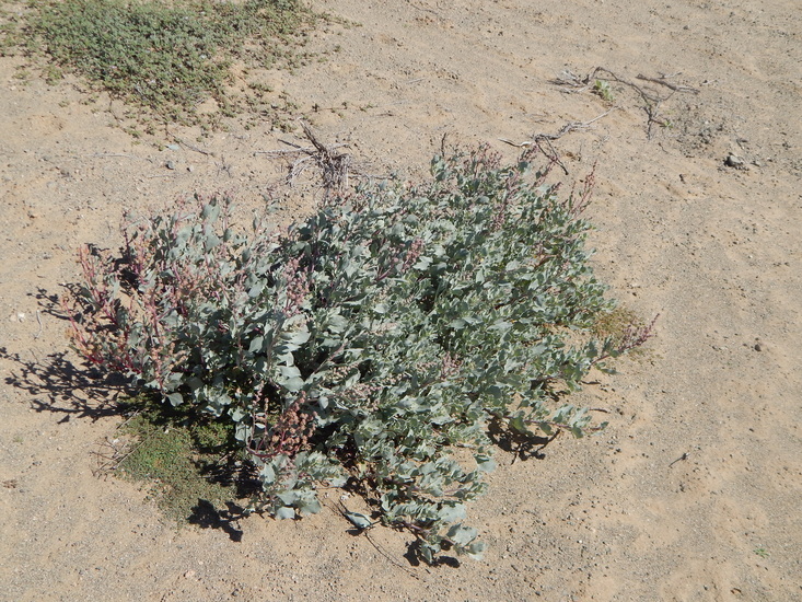 Imagem de Atriplex barclayana (Benth.) D. Dietr.