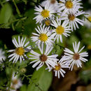 Plancia ëd Symphyotrichum dumosum (L.) G. L. Nesom