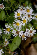 Image of rice button aster