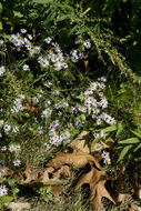 Image de Symphyotrichum dumosum (L.) G. L. Nesom