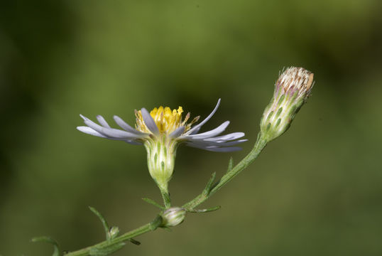 Image of rice button aster