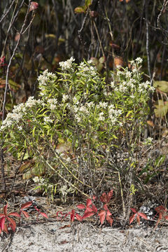 Image of Macoun's cudweed